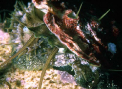 Haliotis lamellosa  is a very little mollusk with shell (... by Alberto Romeo 